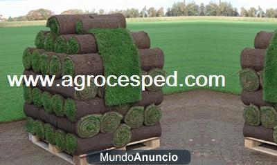 Cesped natural en rollos Agrocesped