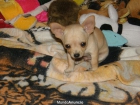 chihuahuas toys a 300 euros en sevilla - mejor precio | unprecio.es