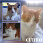 CURRO.Hermoso gato que nadie se repara en él - mejor precio | unprecio.es