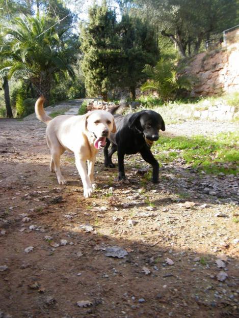 residencia canina barcelona  el refugi