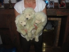 Samoyedos,cachorros preciosos.300 Eur. - mejor precio | unprecio.es