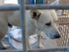 Sansom, urgente perro jovene n perrera - mejor precio | unprecio.es