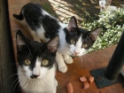 se regalan gatitos - mejor precio | unprecio.es