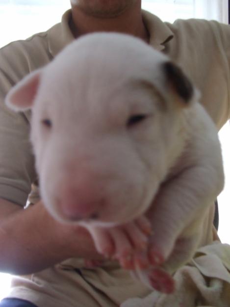 venta de cachorro de bull terrier blanco