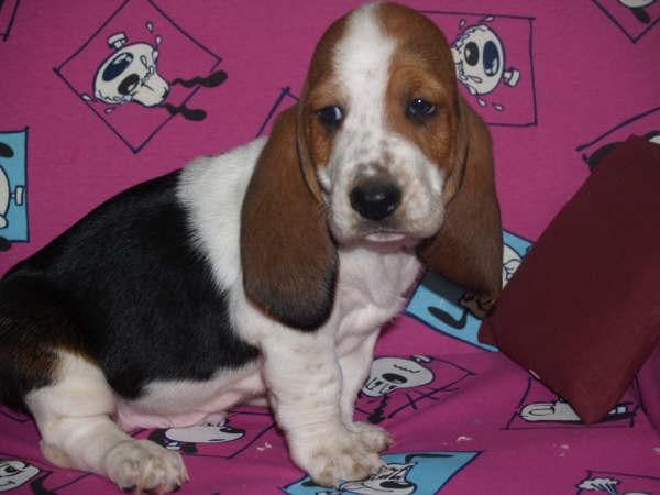 Basset Hound ¡Tu Oportunidad 70e