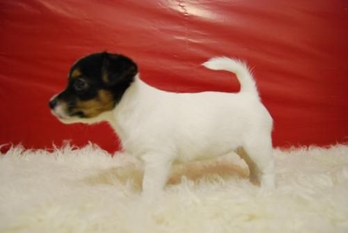 cachorritos de jack rusell, estupenda camada en venta, estamos en madrid, visitanos