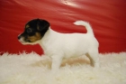 cachorritos de jack rusell, estupenda camada en venta, estamos en madrid - mejor precio | unprecio.es