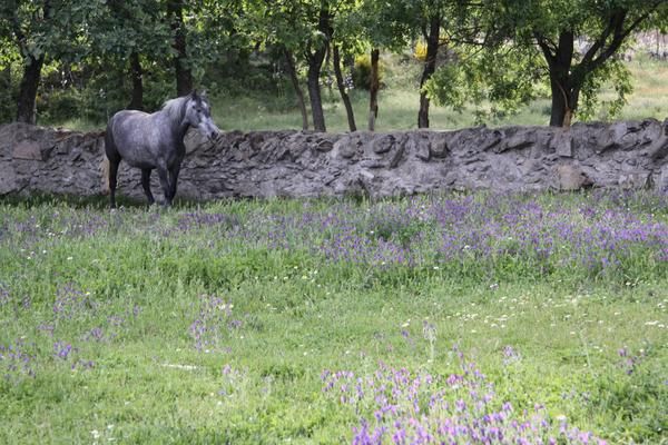 FINCA GANADERA DE 35 HAS EN GUADARRAMA -MADRID-