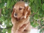 Lindos cachorritos de Cocker Spaniel con pedigree, solo 250 euros cada. - mejor precio | unprecio.es