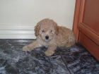 machito caniche toy apricot 275 euros!! - mejor precio | unprecio.es