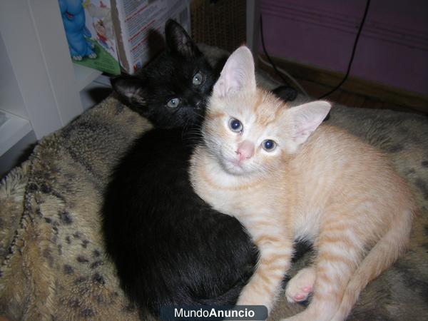 REGALAMOS GATITOS
