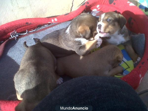 regalo cachorritos