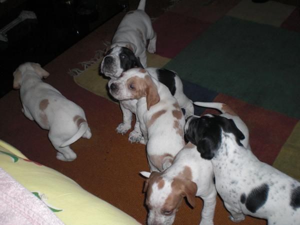 vendo cachorros pointer con setter  de mes y medio.