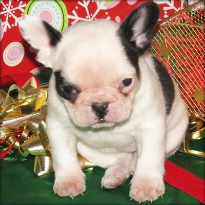 Bulldog francés