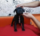 Cachorros Staffordshire Bull Terrier - mejor precio | unprecio.es