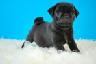 Carlino Pug cachorros en color negro excelente calidad - mejor precio | unprecio.es