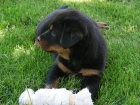 Excelente camada de rottweiler, cachorros disponibles. - mejor precio | unprecio.es