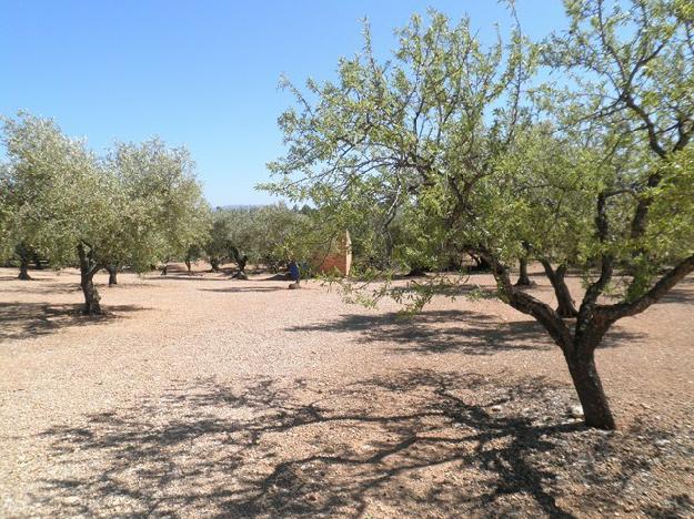 Finca rústica en Aldover