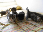 gatitos en adopción - mejor precio | unprecio.es