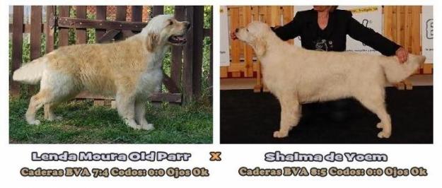 Golden Retriever. Excelentes Cachorros del afijo 