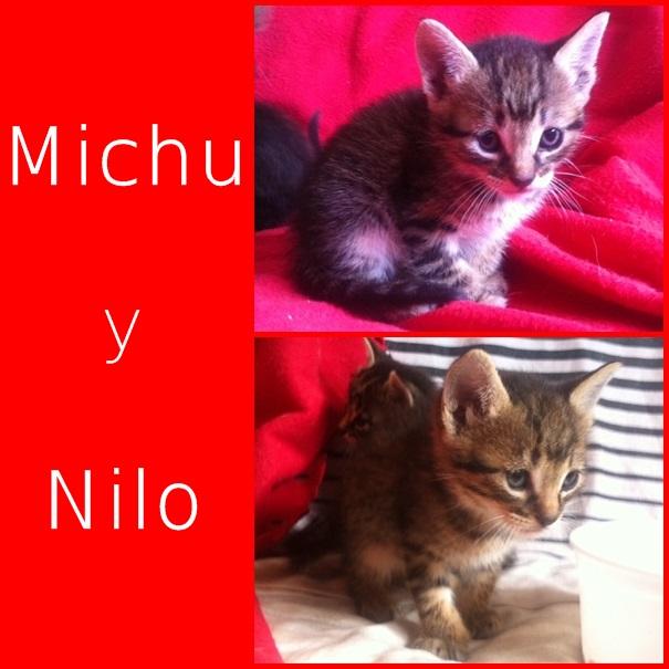 Michu y nilo chiquitines que necesitan una familia