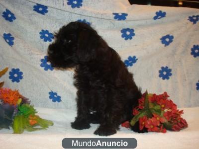 Regallo      schnauzer miniatura cachorro