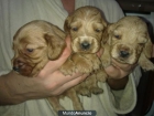 se vende cachoro de cocker spaniel - mejor precio | unprecio.es