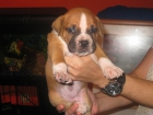 vendo boxer - mejor precio | unprecio.es