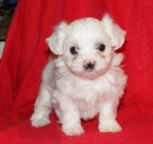 blanco cachorros maltés macho y hembra (12 semanas) - mejor precio | unprecio.es