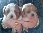 cachorros de cavalier king charles - mejor precio | unprecio.es