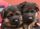 cachorros de pastor aleman 150e - mejor precio | unprecio.es