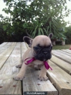 CAMADA DE BULLDOG FRANCES - mejor precio | unprecio.es