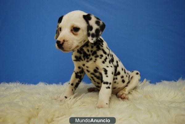 DALMATA MACHOS Y HEMBRAS FOTOS REALES (HEMBRA)