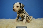 DALMATA MACHOS Y HEMBRAS FOTOS REALES (HEMBRA) - mejor precio | unprecio.es