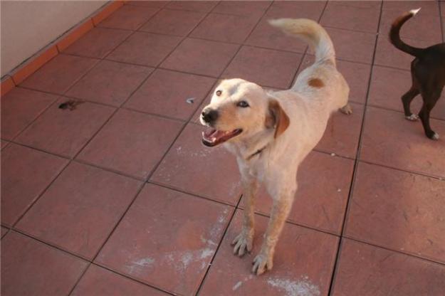 GOKU, MESTIZO DE GOLDEN MUY CARIÑOSO