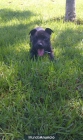 Hembra Staffordshire Bull Terrier - mejor precio | unprecio.es