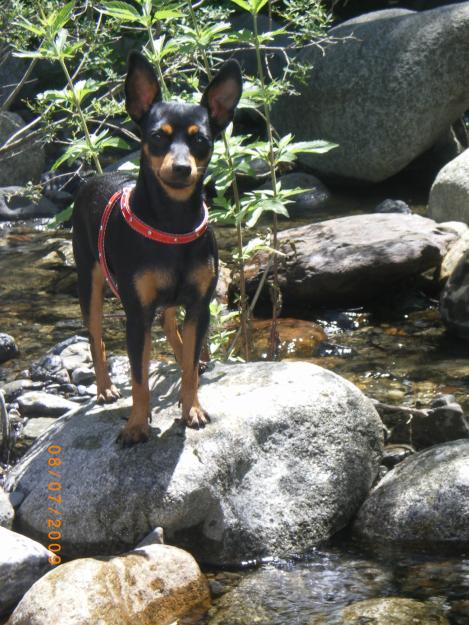 hembrita pura de pinscher busca macho