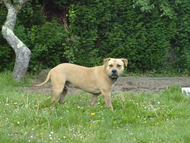 Pitbull amstaff