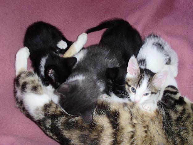 REGALO: GATITOS PRECIOSOS