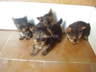 SE VENDEN CACHORROS YORKSHIRE - mejor precio | unprecio.es