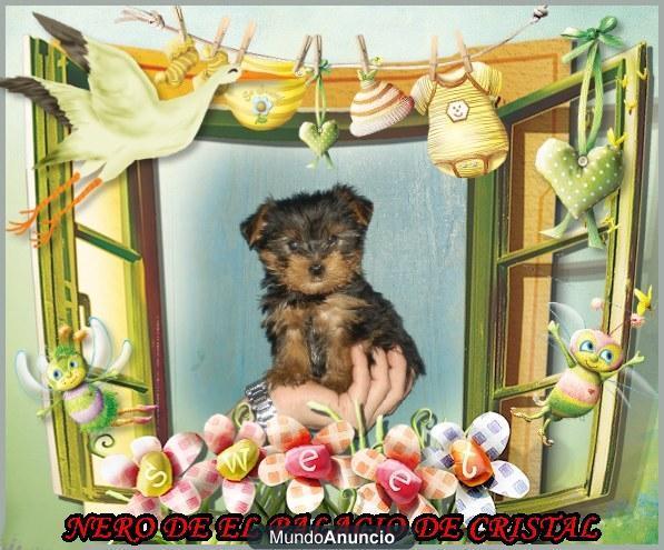 yorkshire terrier cachorritos toys con pedigri de loe