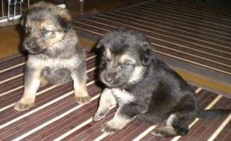 2 cachorros en adopción mezcla con pastor aleman, 2 meses