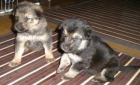 2 cachorros en adopción mezcla con pastor aleman, 2 meses - mejor precio | unprecio.es