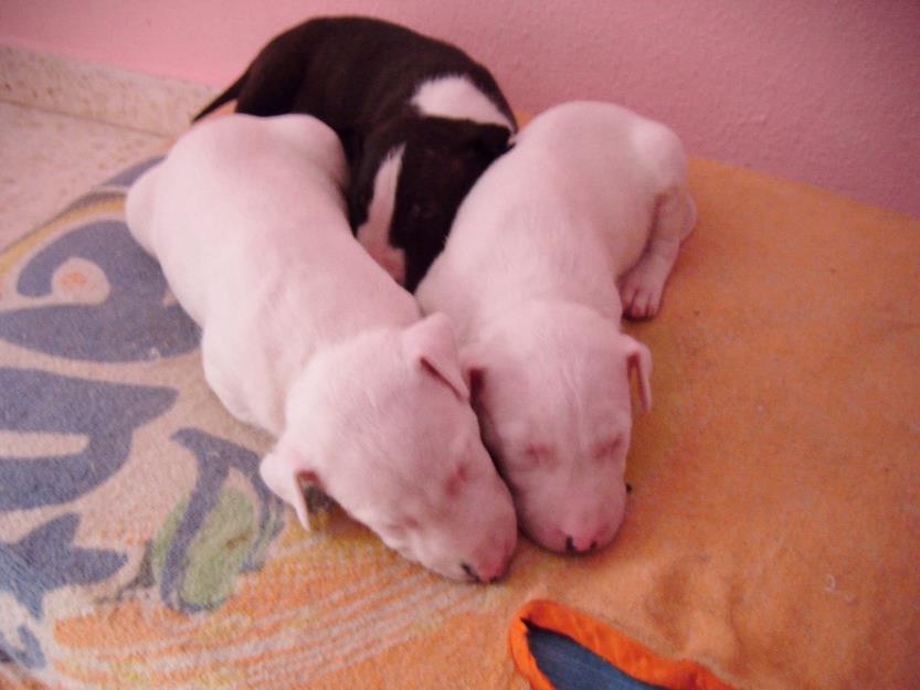 Cámada de Bull Terrier