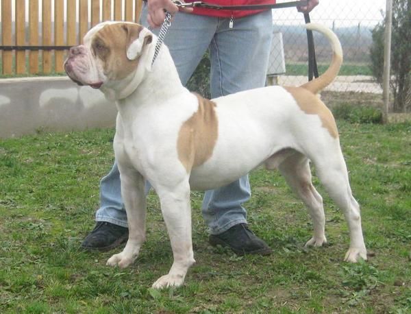 American Bulldog - Bulldog Americano