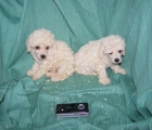 CACHORRITOS DE CANICHE TOY BLANCO EXCELENTES - mejor precio | unprecio.es