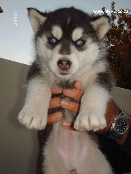 Cachorros de husky siberiano