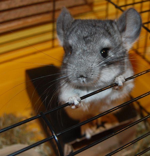 Chinchilla hembra