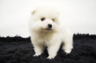 Pomerania de calidad ( Blancos ) www.animalflower.es - mejor precio | unprecio.es