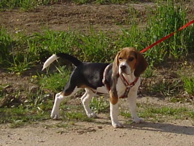 SE OFRECE BEAGLE MACHO PARA MONTA